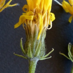 Photographie n°2249331 du taxon Crepis biennis L. [1753]