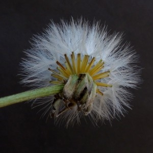 Photographie n°2249333 du taxon Crepis biennis L. [1753]