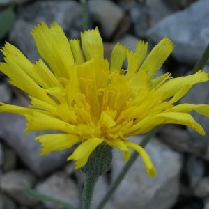 Photographie n°2249374 du taxon Hieracium leiopogon Gren. [1872]