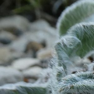 Photographie n°2249376 du taxon Hieracium leiopogon Gren. [1872]