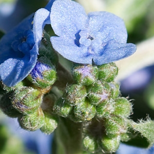 Photographie n°2249381 du taxon Anchusa officinalis L. [1753]