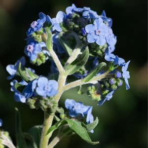 Photographie n°2249382 du taxon Anchusa officinalis L. [1753]