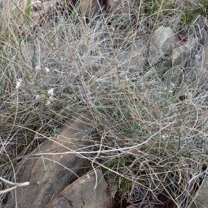 Photographie n°2249424 du taxon Asperula cynanchica L. [1753]