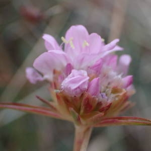 Photographie n°2249430 du taxon Armeria arenaria subsp. arenaria 