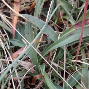 Photographie n°2249431 du taxon Armeria arenaria subsp. arenaria 