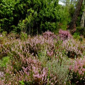 Photographie n°2249470 du taxon Calluna vulgaris (L.) Hull