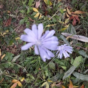 Photographie n°2249479 du taxon Cichorium intybus L. [1753]