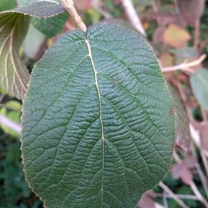 Photographie n°2249486 du taxon Viburnum lantana L. [1753]