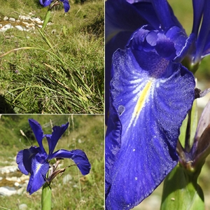 Photographie n°2249512 du taxon Iris latifolia (Mill.) Voss [1895]