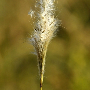 Photographie n°2249516 du taxon Bothriochloa barbinodis (Lag.) Herter