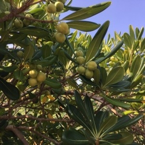 Photographie n°2249546 du taxon Pittosporum tobira (Thunb.) W.T.Aiton [1811]