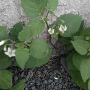 Photographie n°2249593 du taxon Solanum nigrum L. [1753]