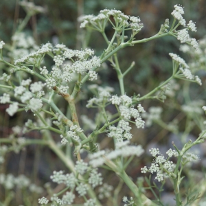 Photographie n°2249627 du taxon Seseli tortuosum L. [1753]