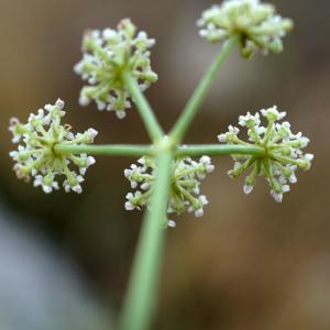 Photographie n°2249633 du taxon Seseli tortuosum L. [1753]