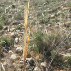  - Stipa capillata L. [1762]