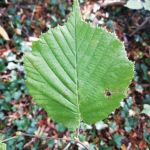 Photographie n°2249700 du taxon Corylus avellana L. [1753]