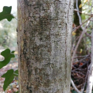 Photographie n°2249708 du taxon Carpinus betulus L. [1753]