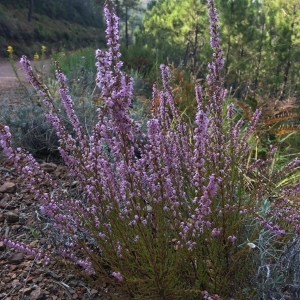 Photographie n°2249716 du taxon Calluna vulgaris (L.) Hull