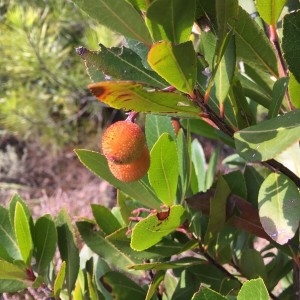 Photographie n°2249720 du taxon Arbutus unedo L. [1753]