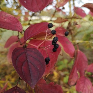 Photographie n°2249721 du taxon Cornus sanguinea L. [1753]