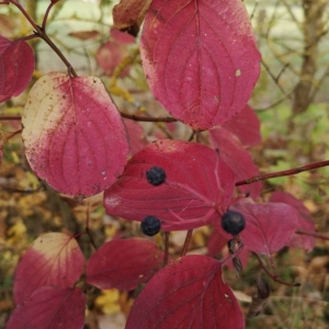 Photographie n°2249722 du taxon Cornus sanguinea L. [1753]