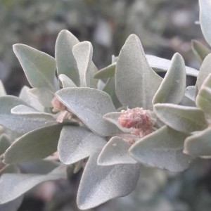 Photographie n°2249802 du taxon Atriplex halimus L. [1753]