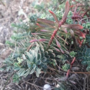 Photographie n°2249817 du taxon Euphorbia paralias L. [1753]