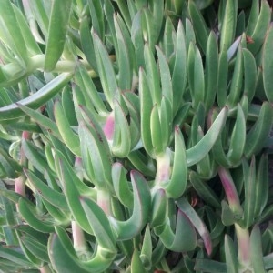 Photographie n°2249821 du taxon Carpobrotus acinaciformis (L.) L.Bolus [1927]