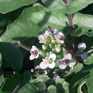 Photographie n°2249823 du taxon Nasturtium officinale R.Br. [1812]