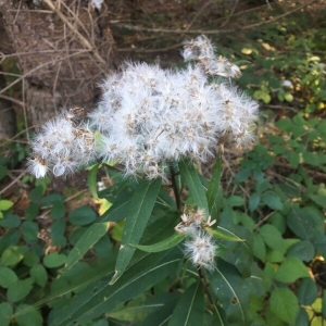 Photographie n°2249924 du taxon Solidago canadensis L. [1753]