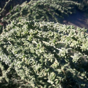 Photographie n°2249973 du taxon Atriplex littoralis L. [1753]