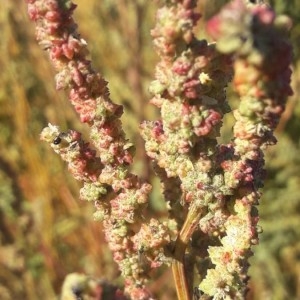 Photographie n°2249974 du taxon Atriplex littoralis L. [1753]