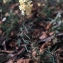  Liliane Roubaudi - Linaria angustissima (Loisel.) Borbás [1900]