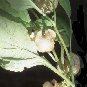 Photographie n°2250008 du taxon Nicandra physalodes (L.) Gaertn. [1791]