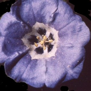 Photographie n°2250012 du taxon Nicandra physalodes (L.) Gaertn. [1791]