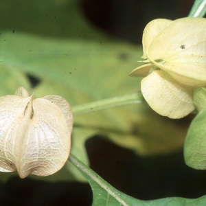 Photographie n°2250013 du taxon Nicandra physalodes (L.) Gaertn. [1791]