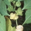  Liliane Roubaudi - Nicandra physalodes (L.) Gaertn. [1791]