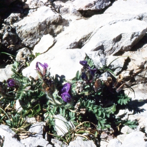 Photographie n°2250020 du taxon Oxytropis foucaudii Gillot [1895]