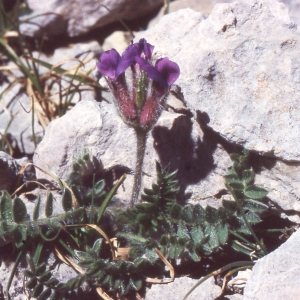 Photographie n°2250021 du taxon Oxytropis foucaudii Gillot [1895]