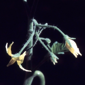 Photographie n°2250024 du taxon Solanum lycopersicum L. [1753]