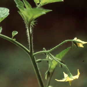 Photographie n°2250025 du taxon Solanum lycopersicum L. [1753]