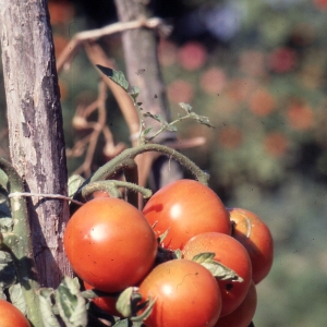Photographie n°2250027 du taxon Solanum lycopersicum L. [1753]