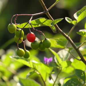 Photographie n°2250050 du taxon Solanum dulcamara L. [1753]