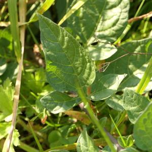 Photographie n°2250051 du taxon Solanum dulcamara L. [1753]