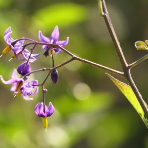 Photographie n°2250052 du taxon Solanum dulcamara L. [1753]