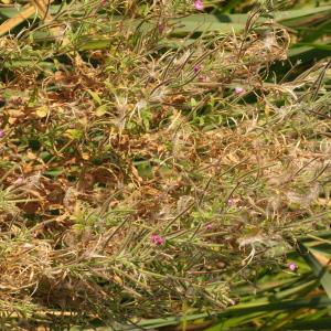 Photographie n°2250055 du taxon Epilobium hirsutum L.