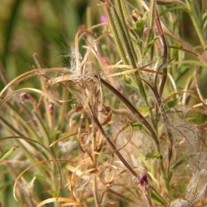 Photographie n°2250056 du taxon Epilobium hirsutum L.