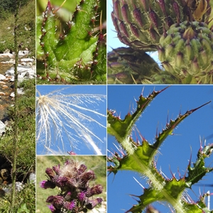 Photographie n°2250091 du taxon Cirsium palustre (L.) Scop. [1772]