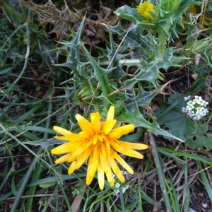 Photographie n°2250116 du taxon Scolymus hispanicus L. [1753]