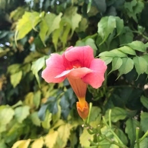 Photographie n°2250117 du taxon Campsis radicans (L.) Bureau [1864]